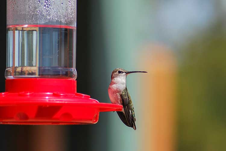 Hummingbird sitting on feeder